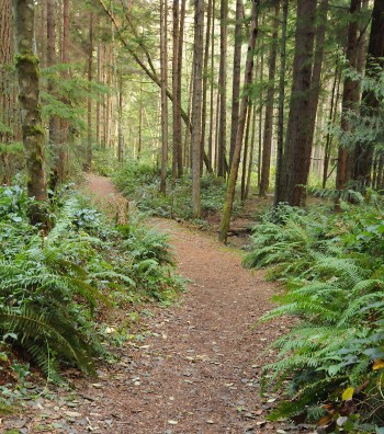 Main trail near the Crossroads